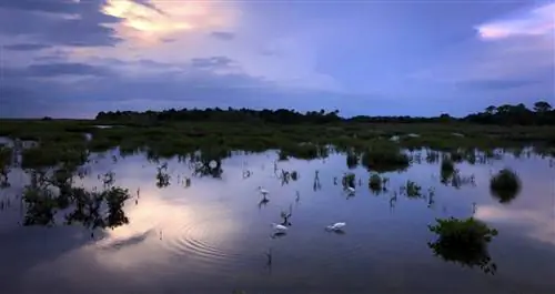 Меррит-Айленд, Флорида. -- Лучшее место, где можно увидеть дикую природу, - это Black Point Wildlife Drive. 7-мильная дорога с односторонним движением проходит по дамбе вокруг нескольких неглубоких болотных водохранилищ и через сосновые плоские леса. Это отличное место, чтобы увидеть водоплавающих птиц (в сезон), болотных птиц, куликов и хищных птиц. Также могут быть видны аллигаторы, речные выдры, рыси, различные виды змей и другие дикие животные. Брошюра с самостоятельным управлением (доступна возле входа в подъезд) предоставит информацию о том, что нужно искать. Время в пути около 40 минут. За однодневный пропуск взимается плата в размере 10 долларов США (наличными или чеком) за автомобиль, или вы можете приобрести годовой пропуск за 25 долларов США в Информационном центре для посетителей. Утиные штампы, пропуски America the Beautiful (годовые, для пенсионеров и доступа) и пропуски национального побережья Канаверала могут быть заменены пропуском убежища. Фото Питера В. Кросса.