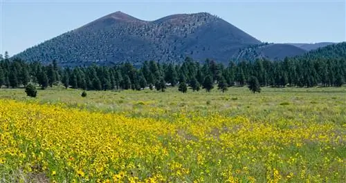 Парк Бонито в Национальном памятнике вулкана Кратер Сансет полон полевых цветов, таких как ромашки в коровнике после зим с достаточным количеством снегопадов, которые обеспечивают влагу на поверхности почвы, образовавшейся в результате извержения вулкана 1000 лет назад.