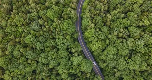 Дорога через лес сверху