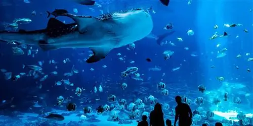 Большие приключения в Атланте для всех возрастов