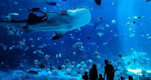 Большие приключения в Атланте для всех возрастов