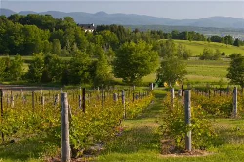 Иль-д'Орлеан является частью растущего винодельческого региона Квебека.