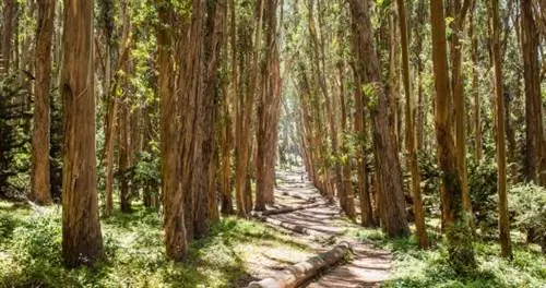 Думайте вне галереи: где познакомиться с иммерсивным искусством Энди Голдсуорти