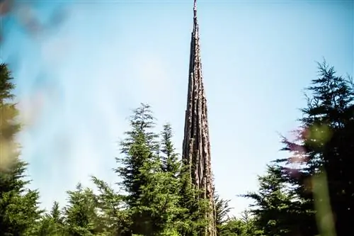 С годами Spire будет все труднее отличить от окружающих деревьев, поскольку вокруг него продолжает расти лес Presidio.