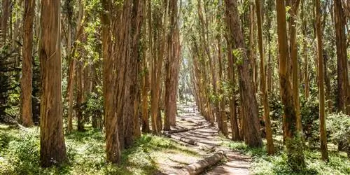 Думайте вне галереи: где познакомиться с иммерсивным искусством Энди Голдсуорси
