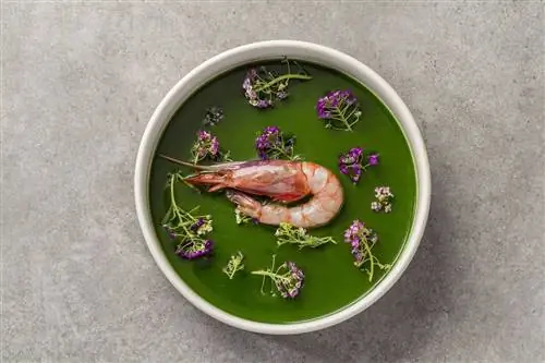 В Bruixes de Burriac шеф-повар Жауме Друдис готовит элегантные, неприхотливые блюда из местных сезонных продуктов, таких как таррагонские креветки.