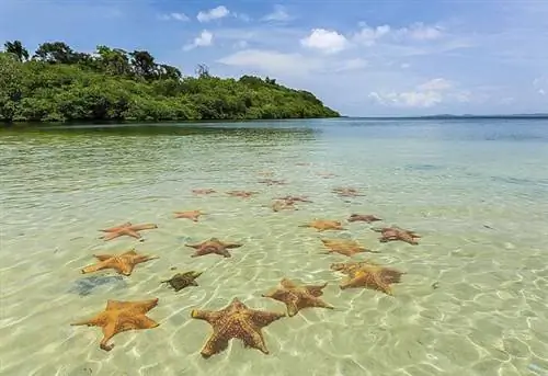 Плайя Эстрелла