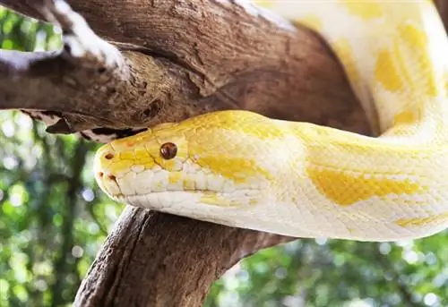 Желтый питон на дереве.