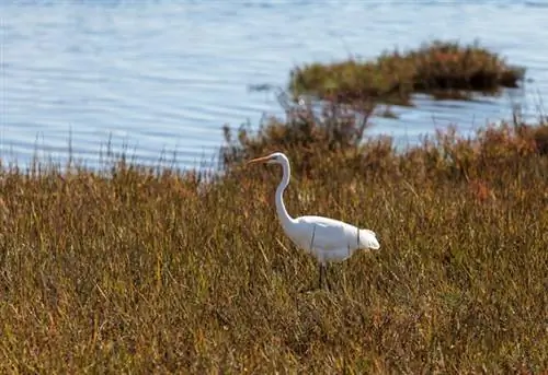 Большая белая цапля, Ardea alba, в солончаке в верхней части залива Ньюпорт в Ньюпорт-Бич, Калифорния, США.