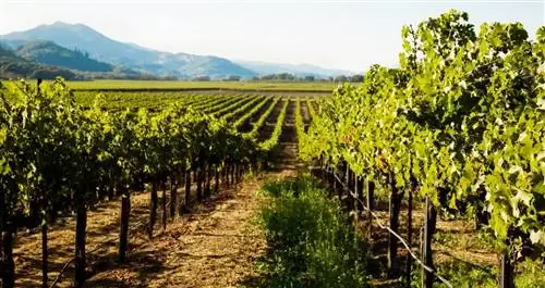 Виноградник на фоне гор