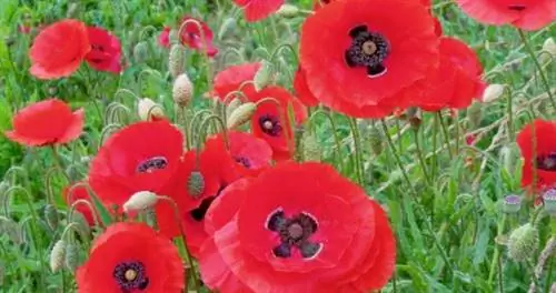 Ботанический сад Сан-Франциско