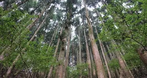 Почему стоит отправиться в лесную купальню в Японии