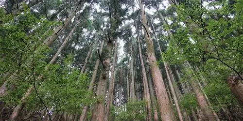 Почему в Японии стоит купаться в лесу