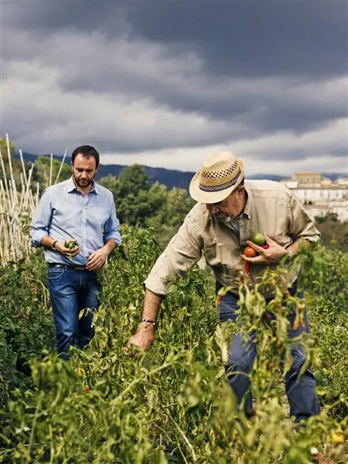 Отельер Энцо Барбьери и его сын Микеле собирают помидоры.
