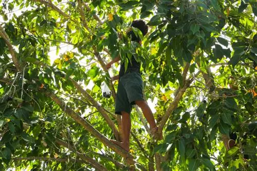 Мальчик собирает яванские сливы.