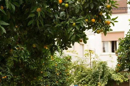 Горькие апельсиновые деревья стоят вдоль улиц Афин.