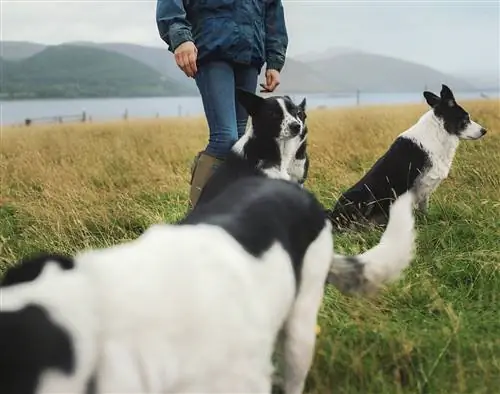 Собаки колли часто встречаются на маршруте.
