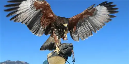 В некоторых роскошных отелях появилось несколько необычных сотрудников - соколы, ястребы и орлы