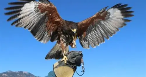 Ястреб Харриса с протянутым ветром приземляется на руку сокольника в перчатке.