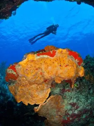 Дайвинг на Малом Каймане