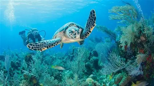 Морская жизнь изобилует открытиями на Кайман-Брак.