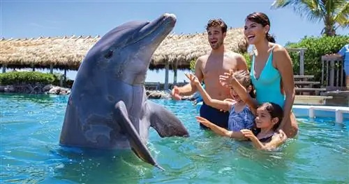 Центр исследования дельфинов в Марафоне, Флорида