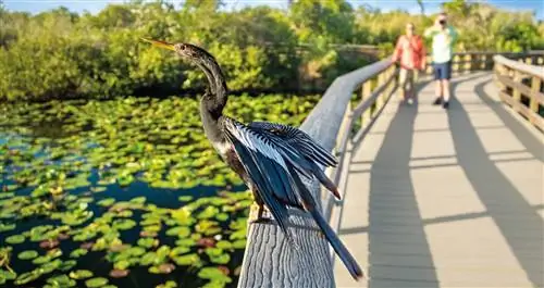 Заповедник диких птиц Лоры Куинн в Ки-Ларго