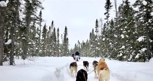Mushing Mastered: 7 уроков от новичка в собачьих упряжках