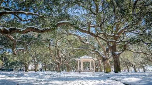 Беседка White Point Garden в окружении живых дубов в снегу в Чарльстоне, Южная Каролина.