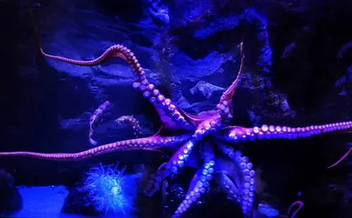 Посмотрите на морских головоногих в Березовом Аквариуме.
