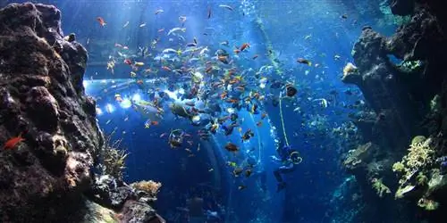 Лучшие аквариумы Калифорнии: морские выдры, пингвины и акулы, о боже
