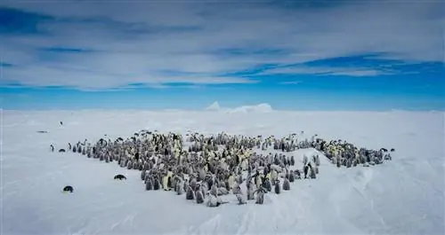 Пингвины Quark Expeditions