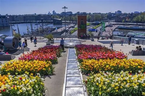 Знаменитые цветы Голландии в общественном месте в Амстердаме.