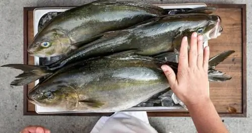 Как найти экологичные морепродукты во время путешествия