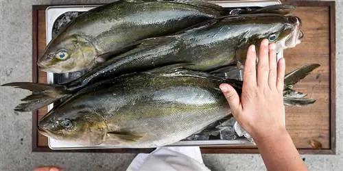 Как найти экологичные морепродукты во время путешествия