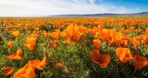 Поле калифорнийских маков