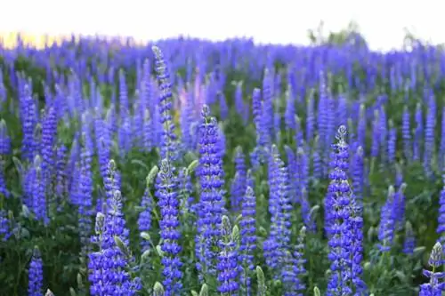 Дикий голубой люпин зацветает у озера Тахо поздней весной