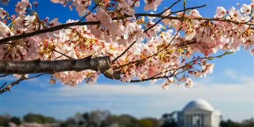 Лучшее время, чтобы увидеть цветение сакуры в округе Колумбия, в этом году раньше, чем вы думаете
