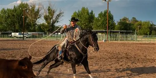Почему неофициальная ковбойская столица Невады должна стать вашей следующей поездкой