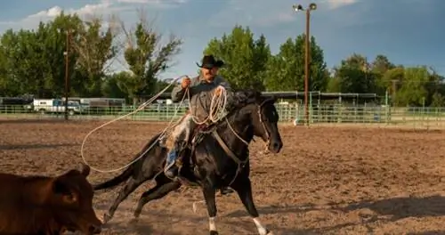 Ковбой верхом на теленке
