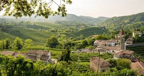 Вид на зеленые виноградники и горы