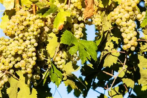 Зеленый виноград просекко на лозе