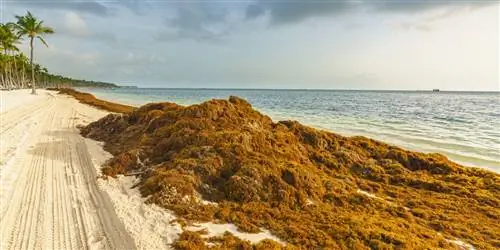 Что может означать обильное цветение саргассума для отпуска во Флориде, Карибском бассейне или Мексике