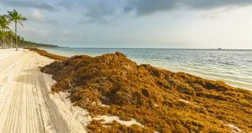 саргассум на пляже