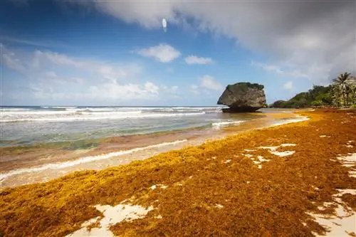большое количество саргассума на пляже