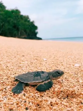 Детеныш морской черепахи Principe на пляже