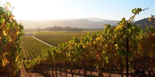 Почему стоит поехать в долину Напа этой осенью