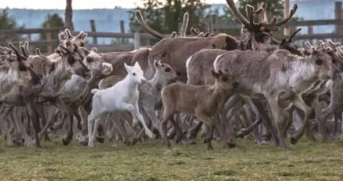 По ту сторону северного сияния: знакомство с развивающейся саамской культурой Финляндии