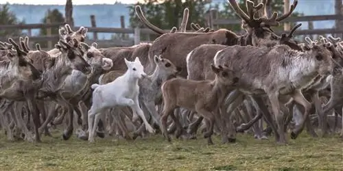 За северным сиянием: знакомство с развивающейся саамской культурой Финляндии