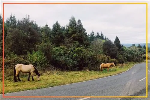 В дикой природе Новой Зеландии нет ядовитых насекомых, но здесь водится много овец и лошадей.